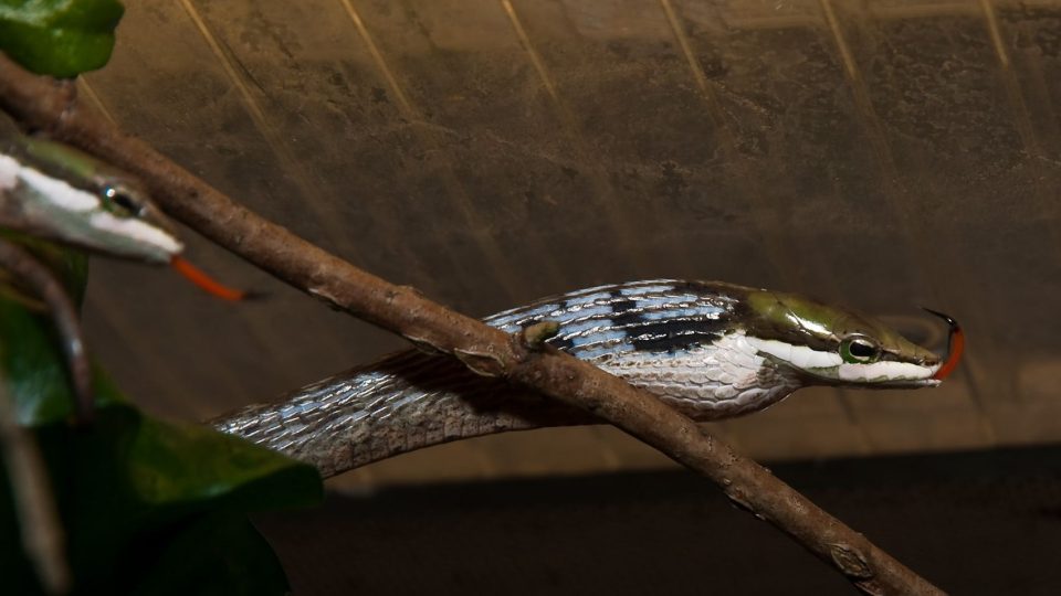 Mládě afrického jedovatého hada liánovce kapského 