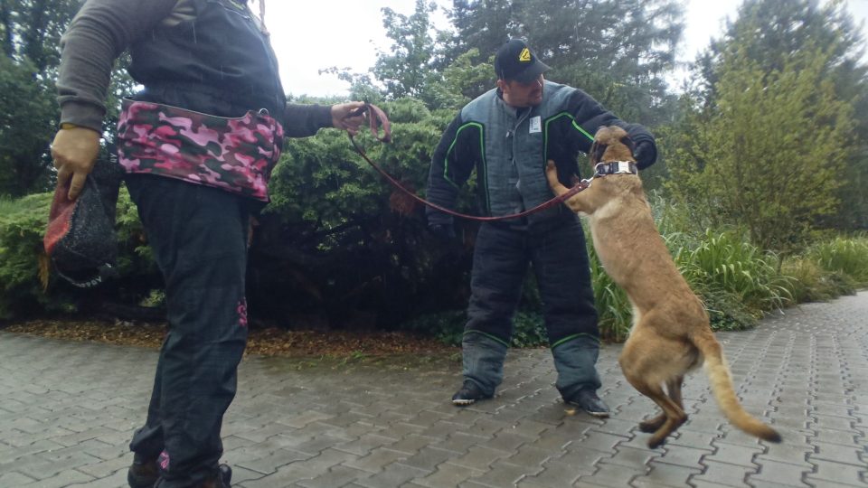 Výcvik belgických psů malinios, kteří umí vyhledat pytlácké úlovky