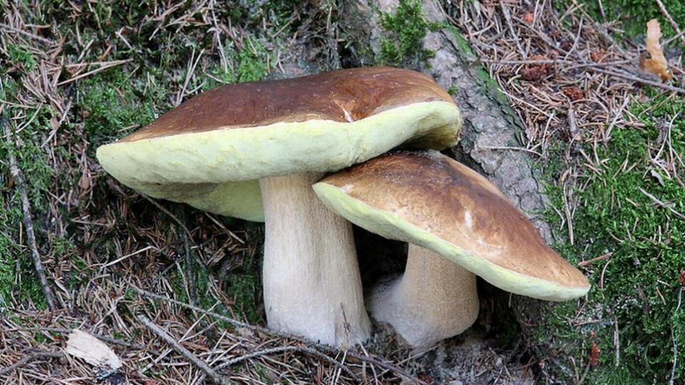 Letošní tradiční hradecká houbařská výstava bude v Pardubicích