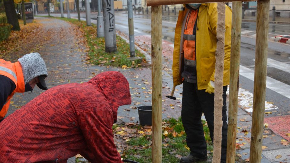 Pracovníci technických služeb začali po Hradci Králové vysazovat stovky nových stromů