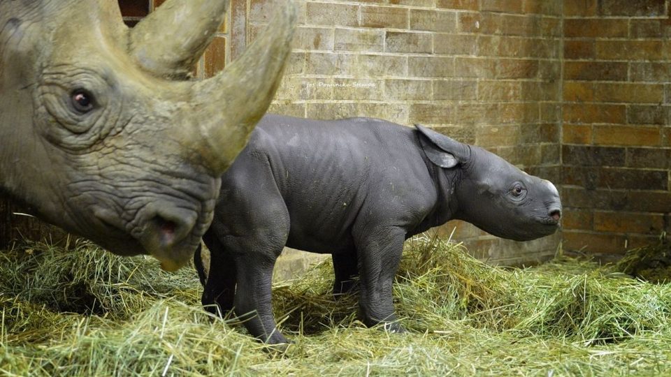 Mládě nosorožce černého v Safari Parku Dvůr Králové