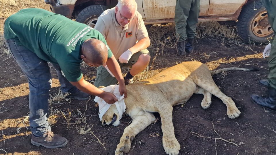Odborníci ze safari parku a NP Mkomazi vybavili tři africké lvy obojky
