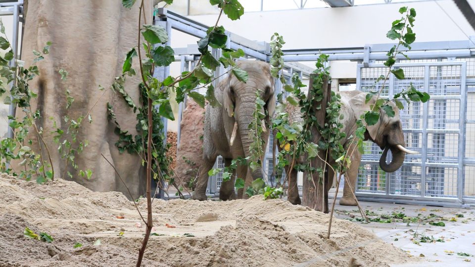 Slonice Sally a Umbu získaly novou parťačku a také nově zrekonstruovaný domov. Ten jim nabídne větší komfort než dosud. Vnitřní pavilon slonů prošel rozsáhlými úpravami