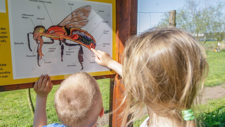 V Trnové se chystá včelařský kroužek | foto: Evžen Báchor, Český rozhlas V Trnové se chystá včelařský kroužek