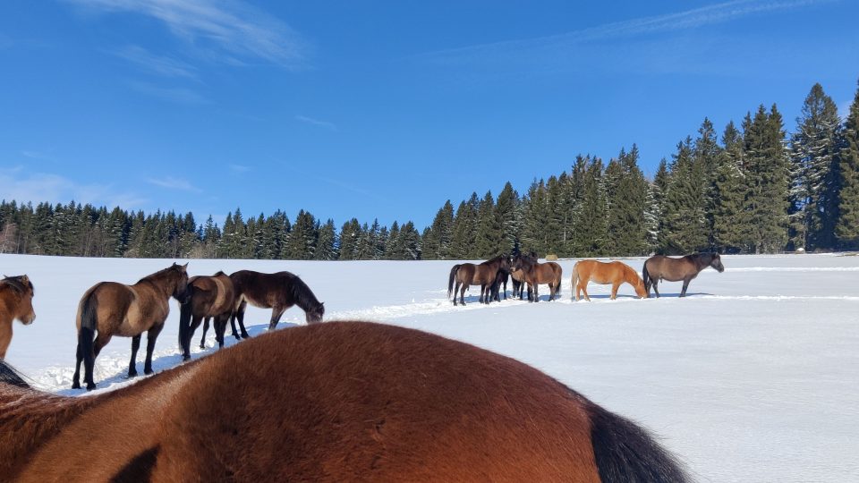 Stáda krásných huculských koní na farmě Hucul v Krkonoších