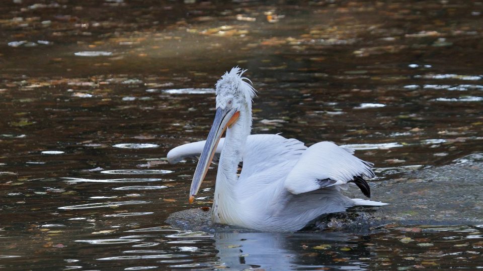 Odchyt pelikánů v Safari Parku Dvůr Králové