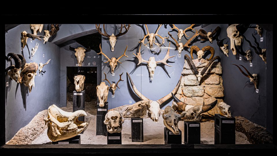 Expozice krása kosti v Safari Parku Dvůr Králové