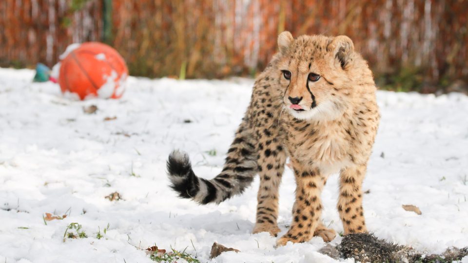 Odchov gepardů v Safari Parku Dvůr Králové je úspěšný