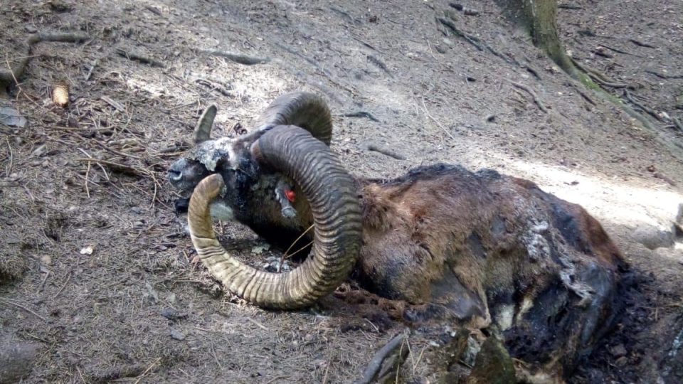 Světově unikátní populace muflonů na Broumovsku se stává snadným cílem vlků
