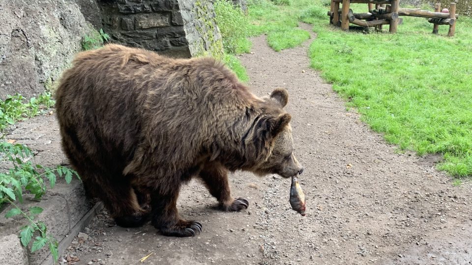 Medvědi Dáša a Ludvík mají svůj domov v zámeckém příkopu v Náchodě