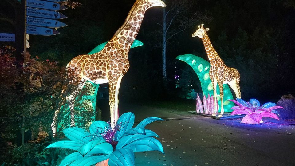 Po setmění si můžete projít spodní část zoo a prostřednictvím světelných instalací se přenést do divoké Afriky | foto: Jolana Nováková, Český rozhlas Po setmění si můžete projít spodní část zoo a prostřednictvím světelných instalací se přenést do divoké Afriky