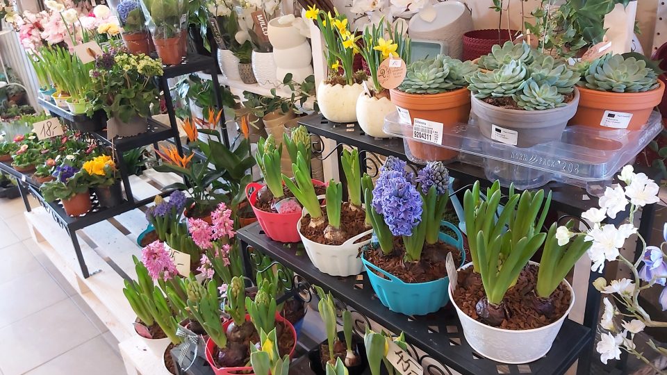 Skromnou nabídku řezaných květin teď vynahrazují alespoň narcisy, tulipány, hyacinty a petrklíče v květináčích