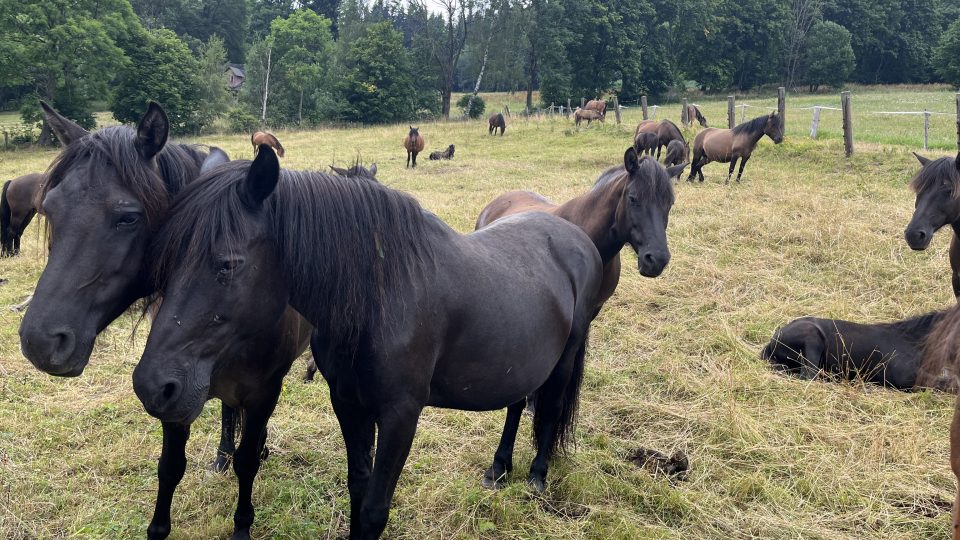 Rozhlasový přímý přenos z farmy Hucul Janova Hora