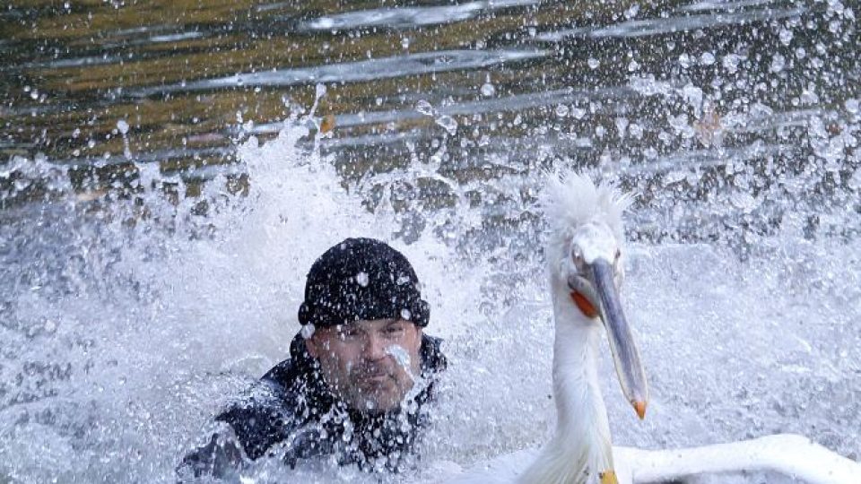 Odchyt pelikánů v Safari Parku Dvůr Králové