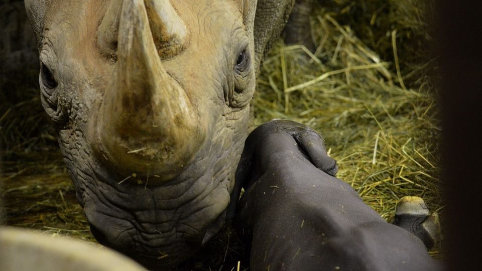 Mládě nosorožce černého v Safari Parku Dvůr Králové