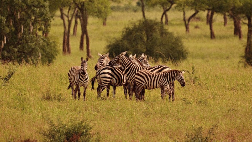Zebra bezhřívá v Ugandě