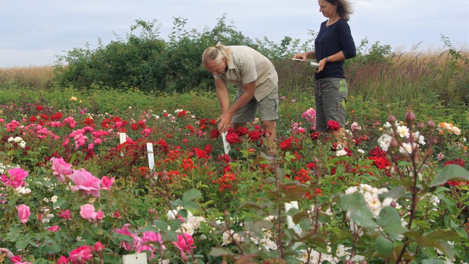 Michaela a Luboš Pelcovi připravují Růžovou zahradu na Den otevřených dveří (růží)