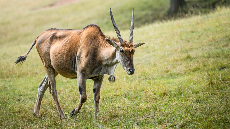 Mezi africká zvířata autem. Volnými výběhy bezpečně projedete v osobním autě nebo v safaribusu