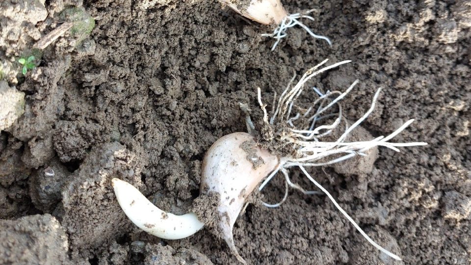 Kvalitní sadba brzy zakoření