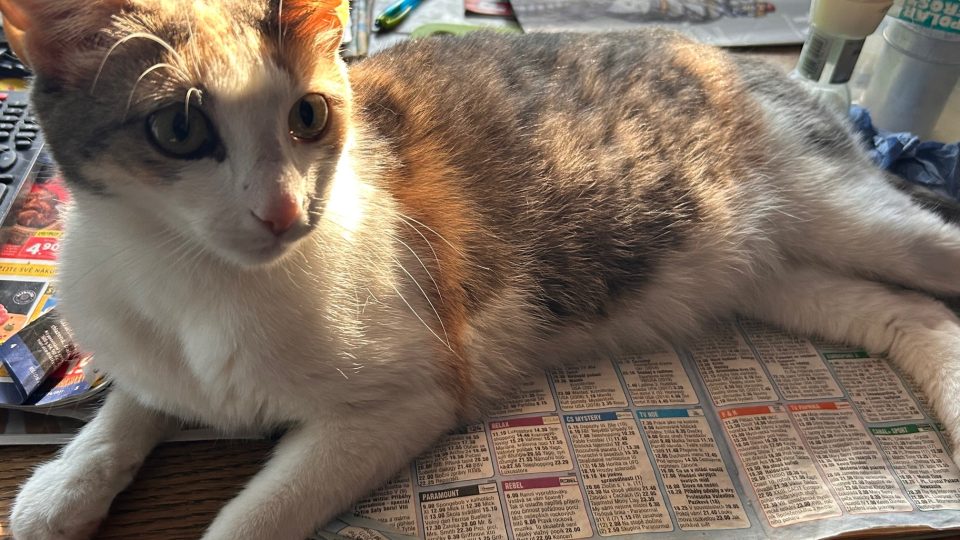 Náchod chce kvůli toulavým kočkám postavit útulek