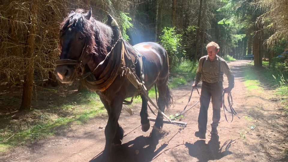 Milan Šimek sváží celý život s koňmi dřevo z lesa. Fyzicky namáhavou práci miluje pro její svobodu