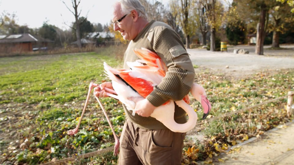 Dvorský safari park přestěhoval na stovku plameňáků do nově budovaného areálu