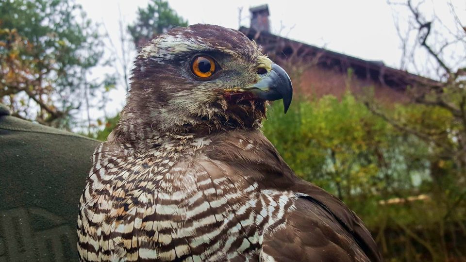 Jestřábice v době naší návštěvy právě doobědvala uloveného zajíce | foto: Jolana Nováková, Český rozhlas Jestřábice v době naší návštěvy právě doobědvala uloveného zajíce