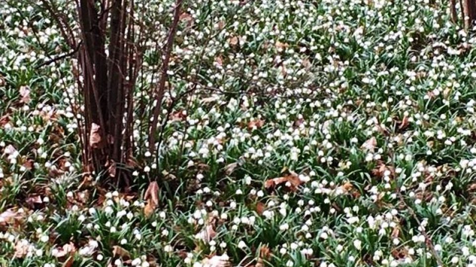 Příroda položila v zámeckém parku v Kostelci nad Orlicí bílý koberec v podobě vykvetlých lánů bledulí