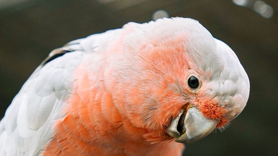 Orni Park Jaroměř představuje zájemcům opeřence celé planety - růžový kakadu