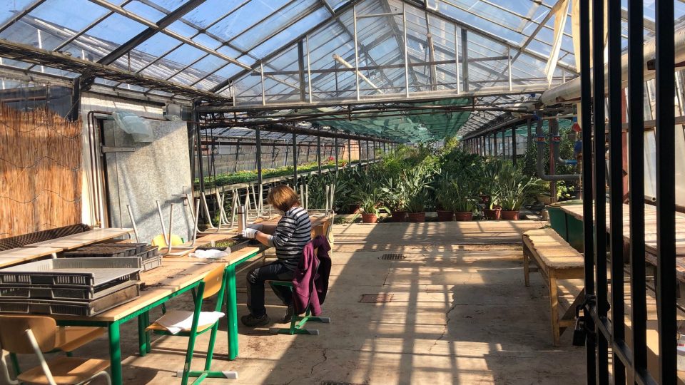 Ve sklenících zahradnické školy v Kopidlně jsou tisíce sazenic zeleniny a letniček, které je potřeba přesadit