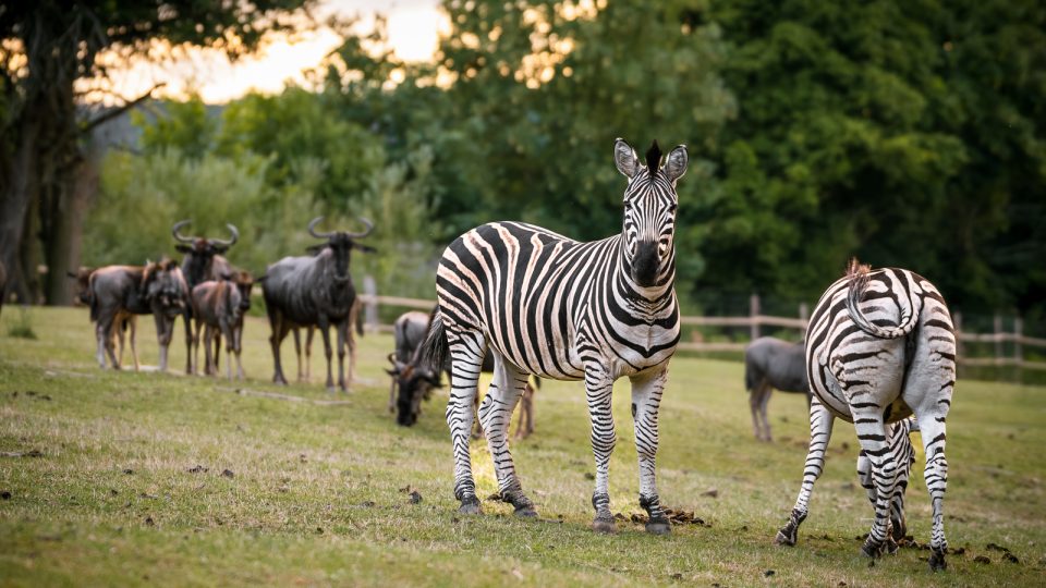 Mezi africká zvířata autem. Volnými výběhy bezpečně projedete v osobním autě nebo v safaribusu