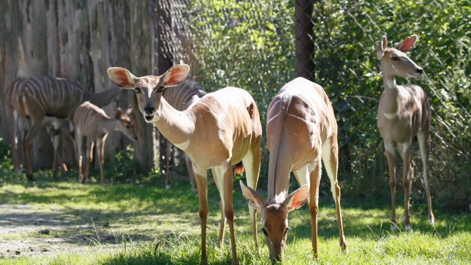 Zvířata v Safari Parku Dvůr Králové