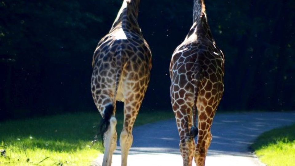 Žirafy se vrátily do safari