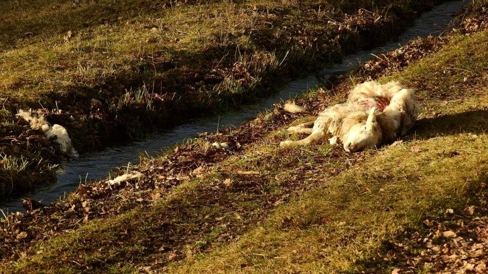 V Orlických horách se objevil první potvrzený případ útoku vlků na hospodářská zvířata