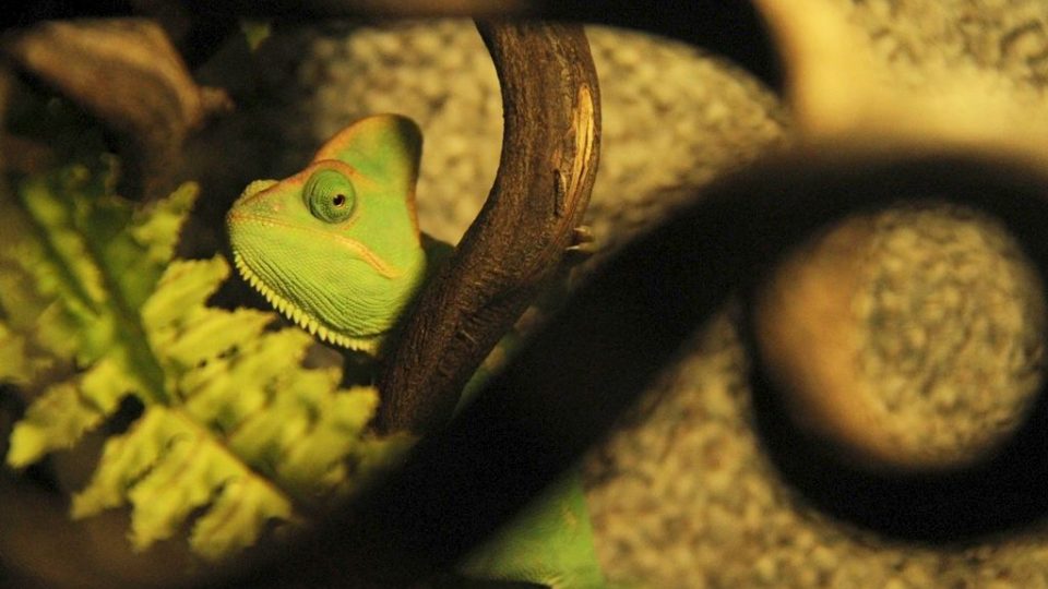 Sameček chameleona je stydlivý,ale v teráriu Darwinovy stanice v Safari Parku Dvůr Králové se mu ve společnosti želvy a leguána daří dobře a dokonce přivedl na svět i potomky