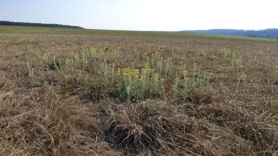 Na Rychnovsko se po mnoha letech vrátily dva ohrožené druhy květin