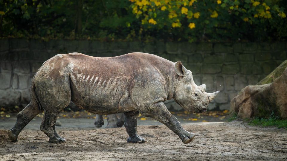 Nosorožčí školka ve dvorském safari