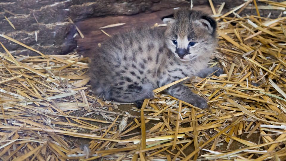 Koťata servalů narozená 1. května v Safari Parku Dvůr Králové