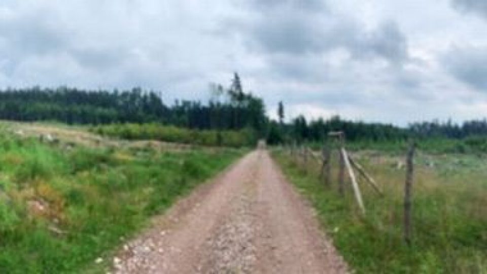 Lesy České republiky vysázely v první polovině letošního roku rekordní množství nových stromů