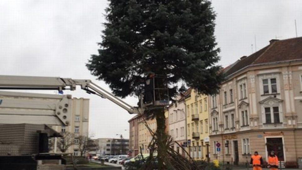 Pracovníci technických služeb v Hradci Králové odstranili vánoční stromy
