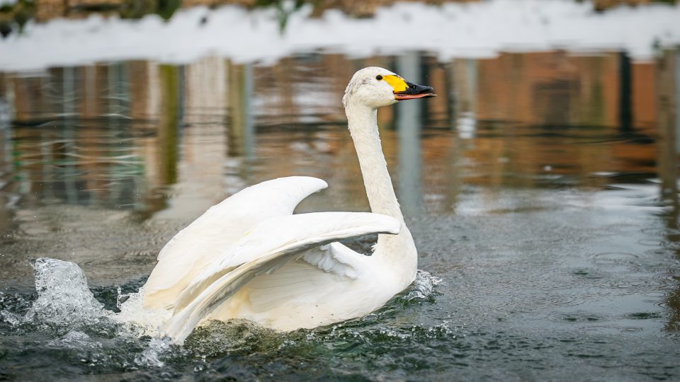 Dvorská zoo poskytla přes zimu azyl labutím malým ze severu Evropy