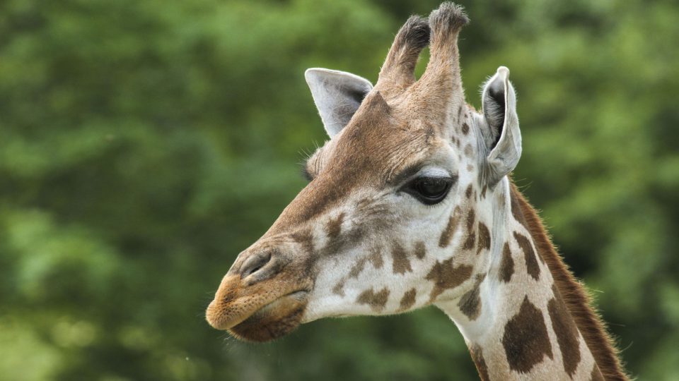 Imara si v novém domově rychle zvykla a stala se plnohodnotnou jedenáctihlavého stáda žiraf síťovaných ve Dvoře Králové