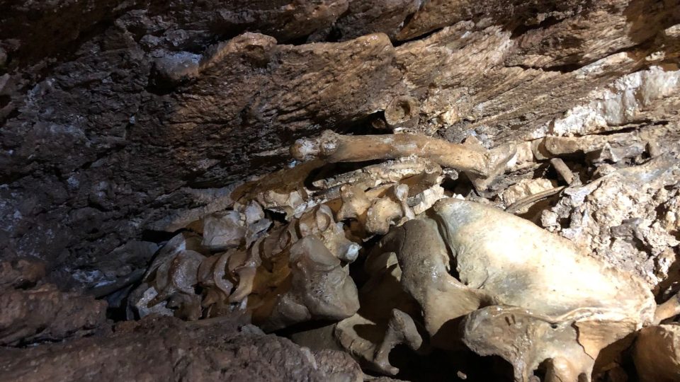 Kostra jeskynního medvěda v podzemí - původní poloha