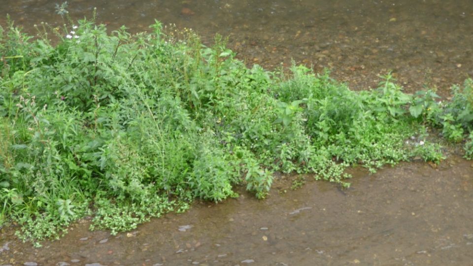 Na Rychnovsku se objevila vzácná tropická rostlina - Salvia hispanica