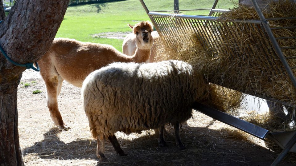 Rodiny s dětmi se rády zastaví u výběhu se zvířaty, který s Libosadem sousedí