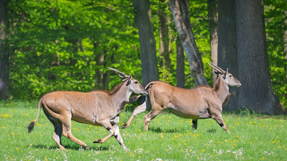 Příjemné počasí posledních dnů umožnilo Safari Parku Dvůr Králové otevřít hlavní turistickou sezónu