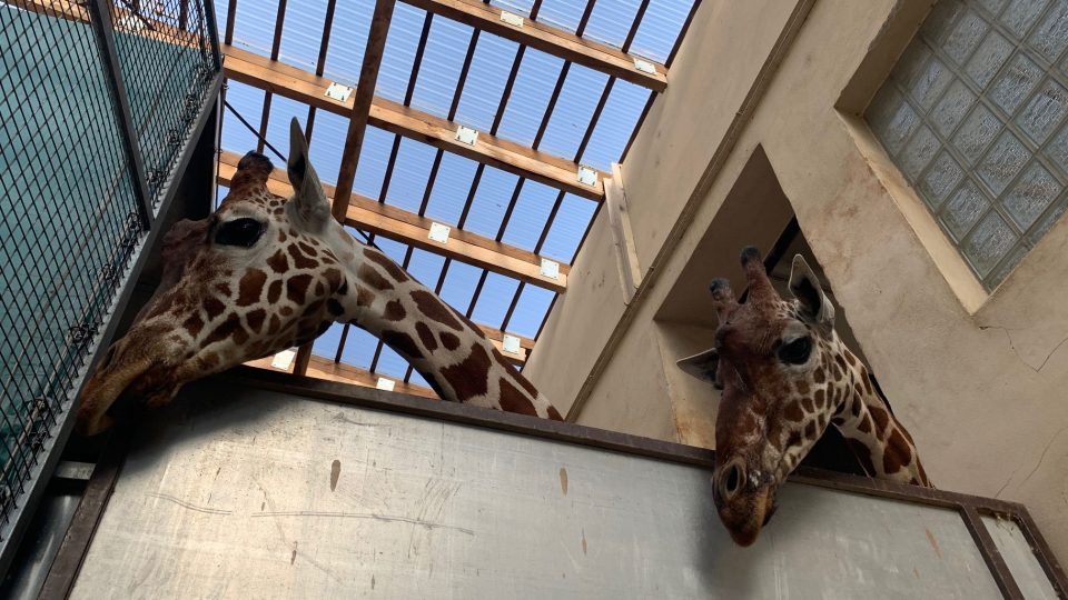Žirafy v Safari Parku Dvůr Králové se na zimu přesunuly do nově upraveného výběhu