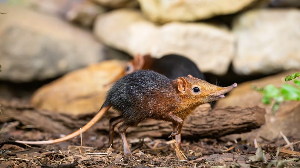 První mládě bércouna Petersova! Ve dvorském safari parku mají obrovskou radost ze vzácného přírůstku
