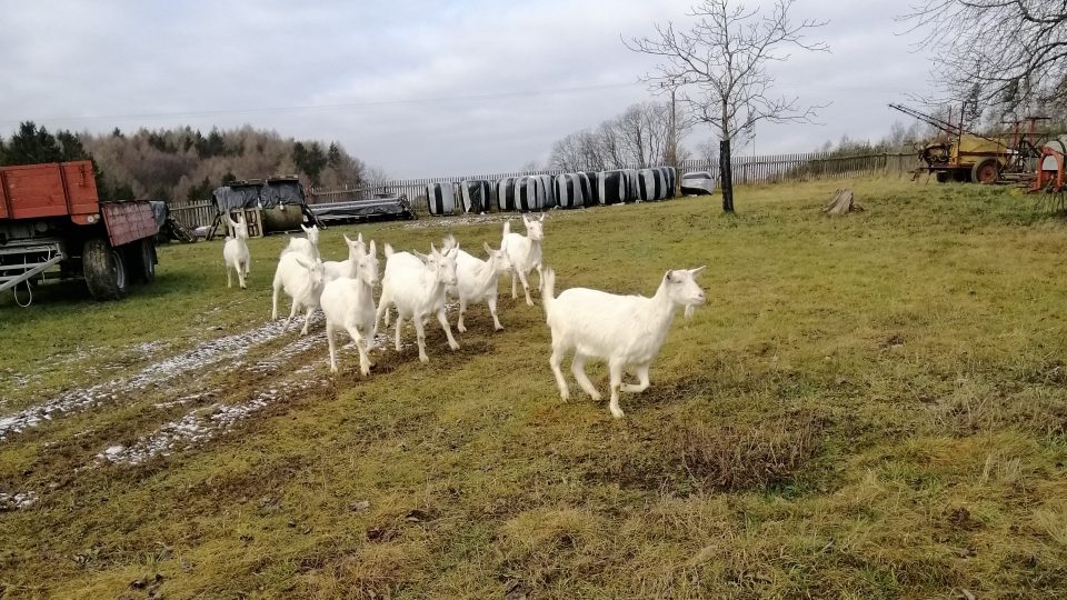 Rodinná farma z Podkrkonoší, najdete nás na kopečku v malé vesnici Úhlejov