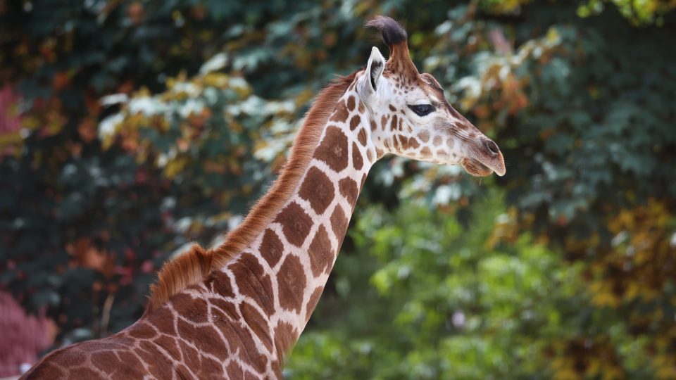 Žirafí nadílka ve dvorském safari parku